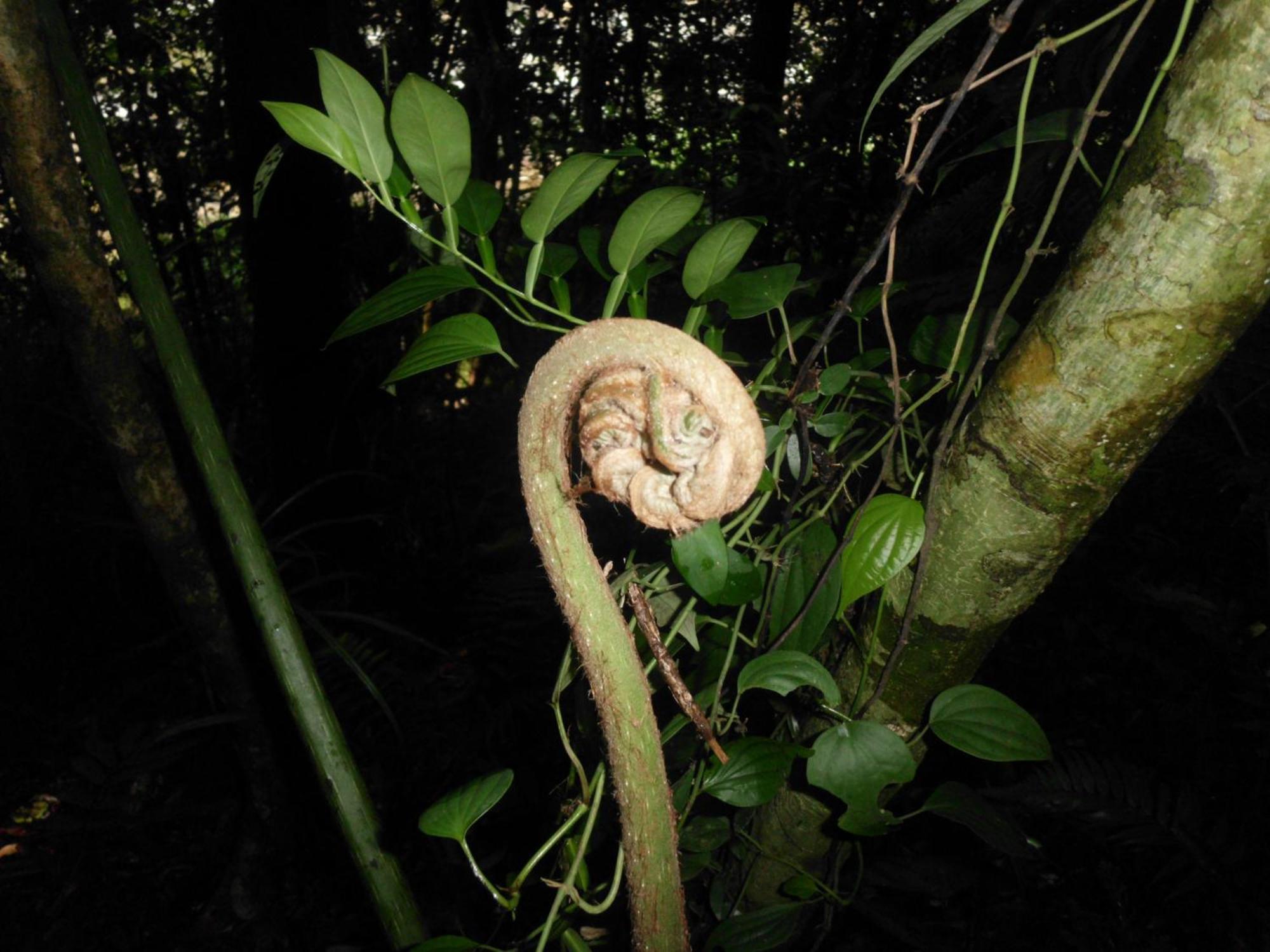 Eco Villa - Sinharaja Deniyaya Esterno foto