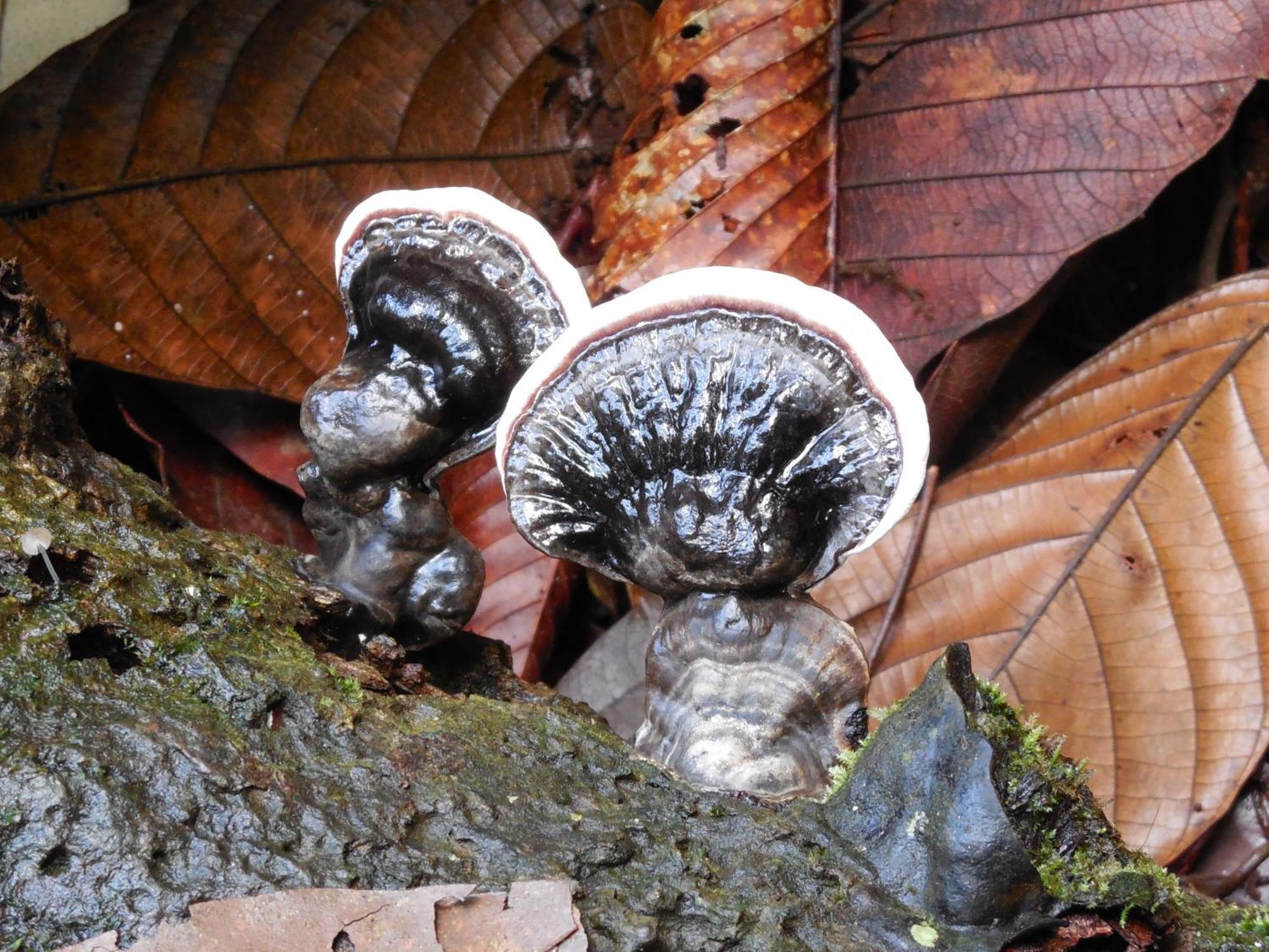 Eco Villa - Sinharaja Deniyaya Esterno foto
