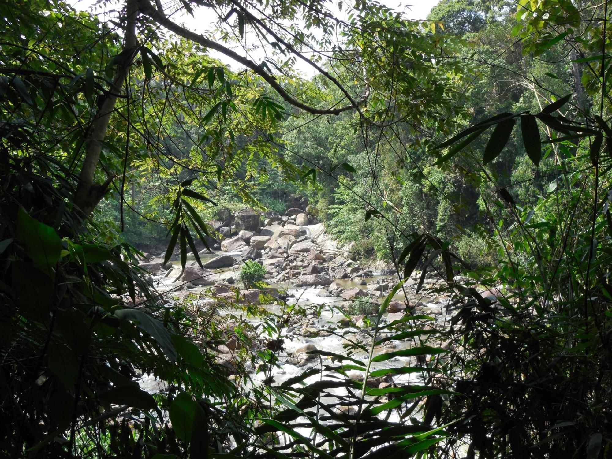 Eco Villa - Sinharaja Deniyaya Esterno foto