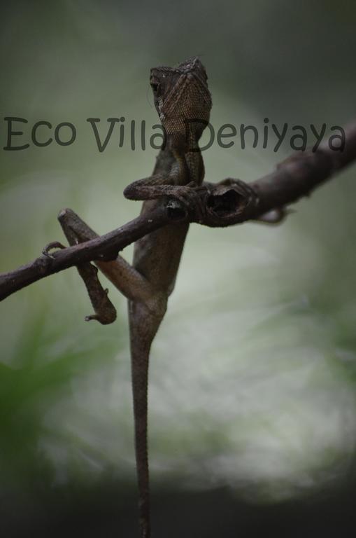 Eco Villa - Sinharaja Deniyaya Esterno foto