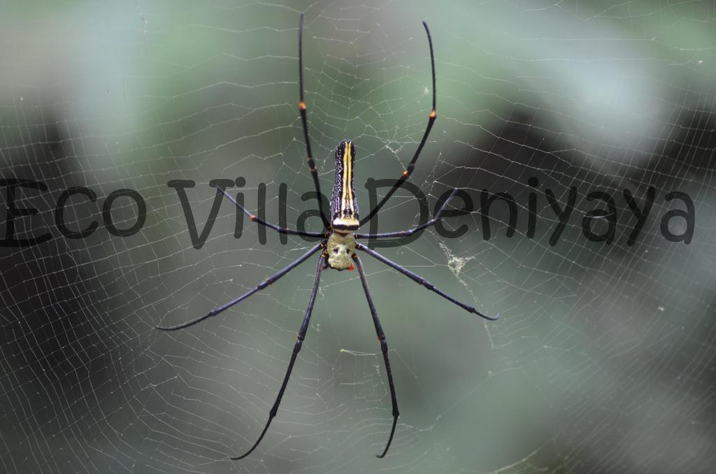 Eco Villa - Sinharaja Deniyaya Esterno foto