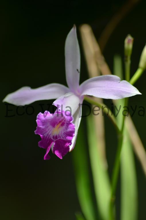 Eco Villa - Sinharaja Deniyaya Esterno foto