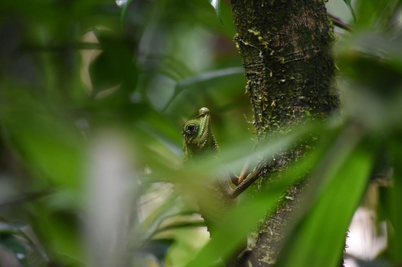 Eco Villa - Sinharaja Deniyaya Esterno foto